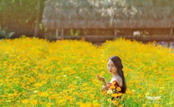 Hướng dẫn đường đi cánh đồng hoa Nhị Bình Hóc Môn