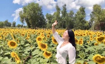 Check-in gấp cánh đồng hướng dương Sài Gòn mới toanh