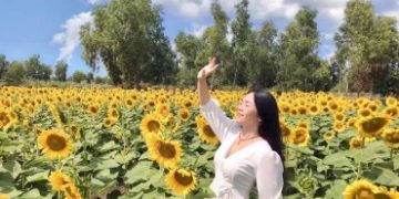 Check-in gấp cánh đồng hướng dương Sài Gòn mới toanh