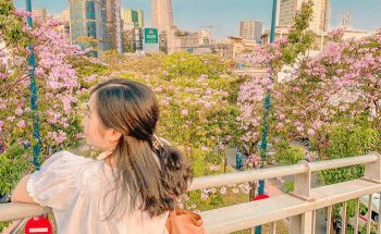 Sài Gòn vào mùa hoa Kèn Hồng