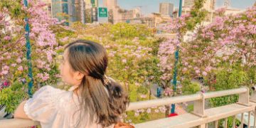 Sài Gòn vào mùa hoa Kèn Hồng