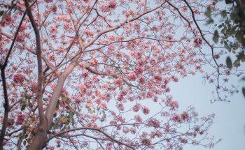 Kèn hồng nở rộ sau Tết Nguyên đán tại TP.HCM