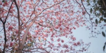 Kèn hồng nở rộ sau Tết Nguyên đán tại TP.HCM