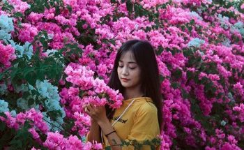 Phải lòng 3 mùa hoa Sài Gòn vừa đẹp vừa lãng mạn