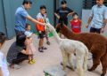 Quán cà phê cho khách chơi với lạc đà