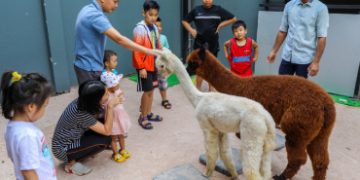 Quán cà phê cho khách chơi với lạc đà