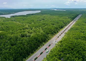Tuyến Đường Xuyên Rừng Đẹp Như Tranh Ở Sài Gòn