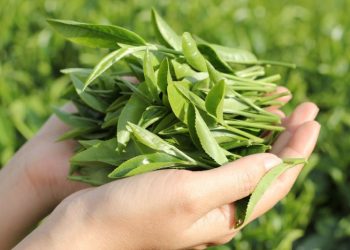 8 Tác Dụng Của Trà Xanh Trong Chăm Sóc Da