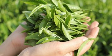 8 Tác Dụng Của Trà Xanh Trong Chăm Sóc Da