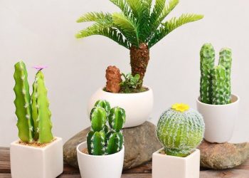 7 Cây Cảnh Chống Bức Xạ Máy Tính Để Phòng Làm Việc