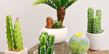 7 Cây Cảnh Chống Bức Xạ Máy Tính Để Phòng Làm Việc