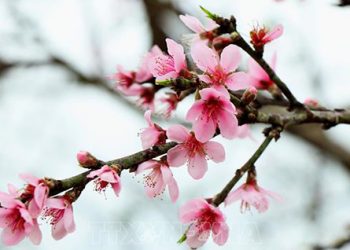 4 Lễ Cúng Quan Trọng Trong Tháng Chạp
